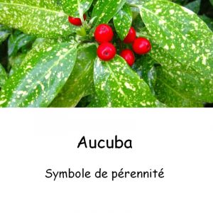 Aucuba-japonica
