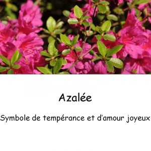 Azalée-1
