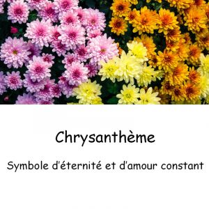 Chrysanthème-1