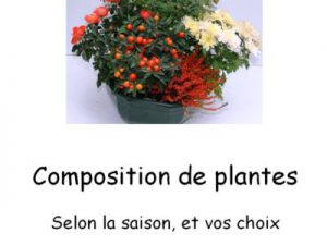 Composition-de-plantes-400x300