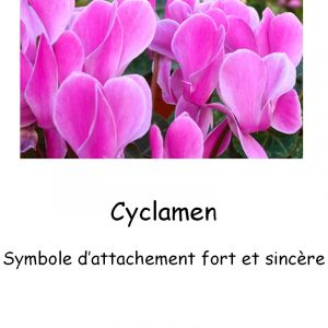 Cyclamen-1
