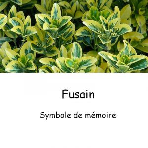 Fusain-1