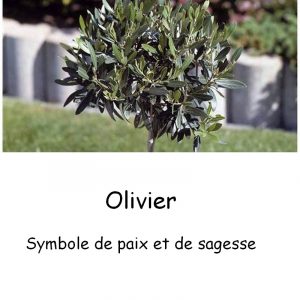Olivier-mini