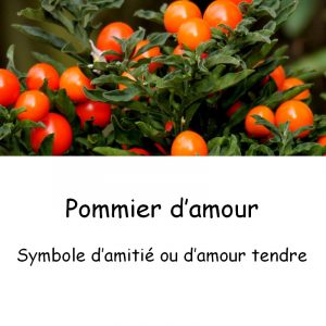 Pommier-damour